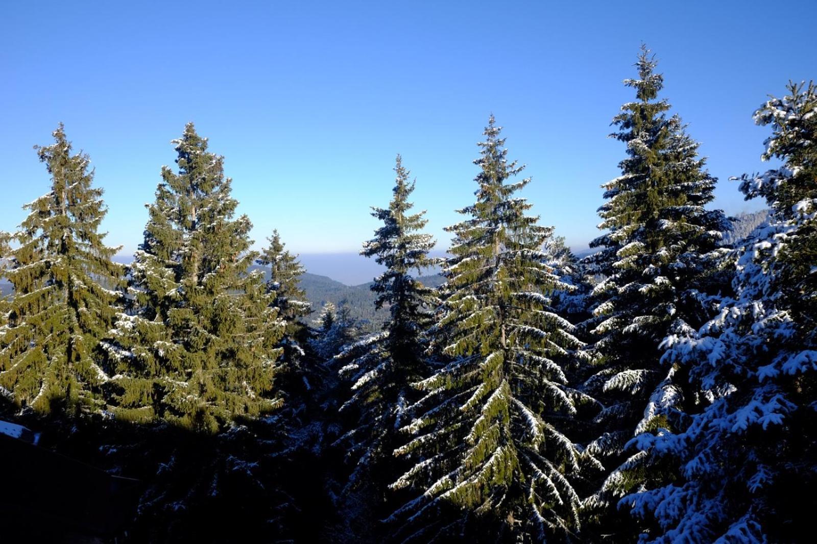 Your Place Borovets Eksteriør bilde